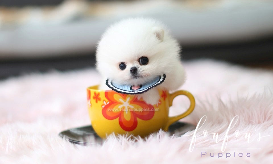 Gyro - Pomeranian M.