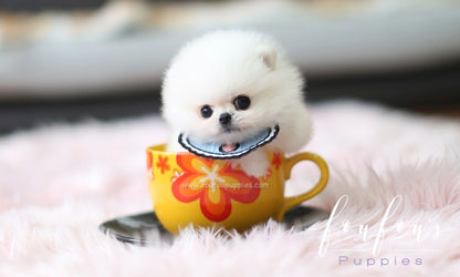 Gyro - Pomeranian M.