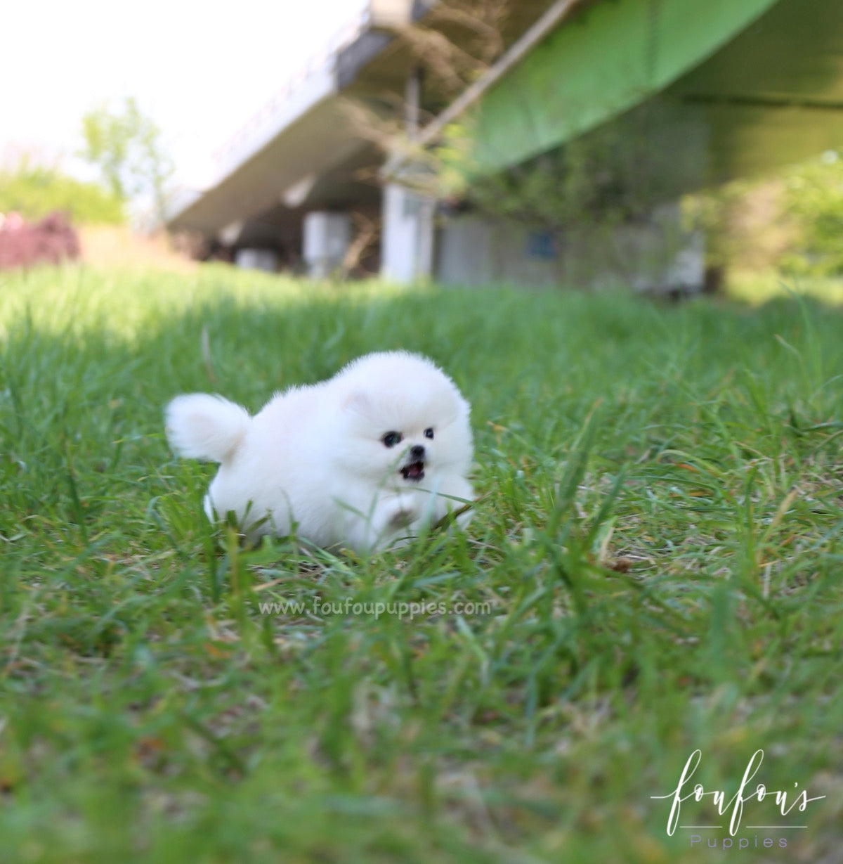 Shiloh - Pomeranian M.