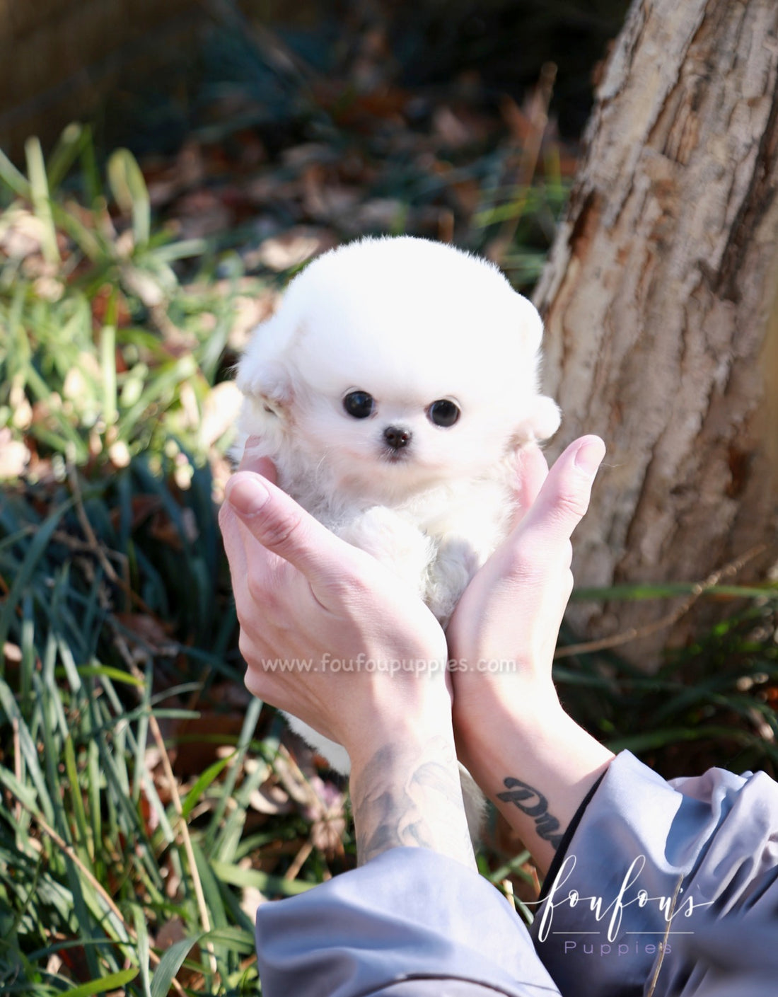 Bubbles - Pomeranian M.