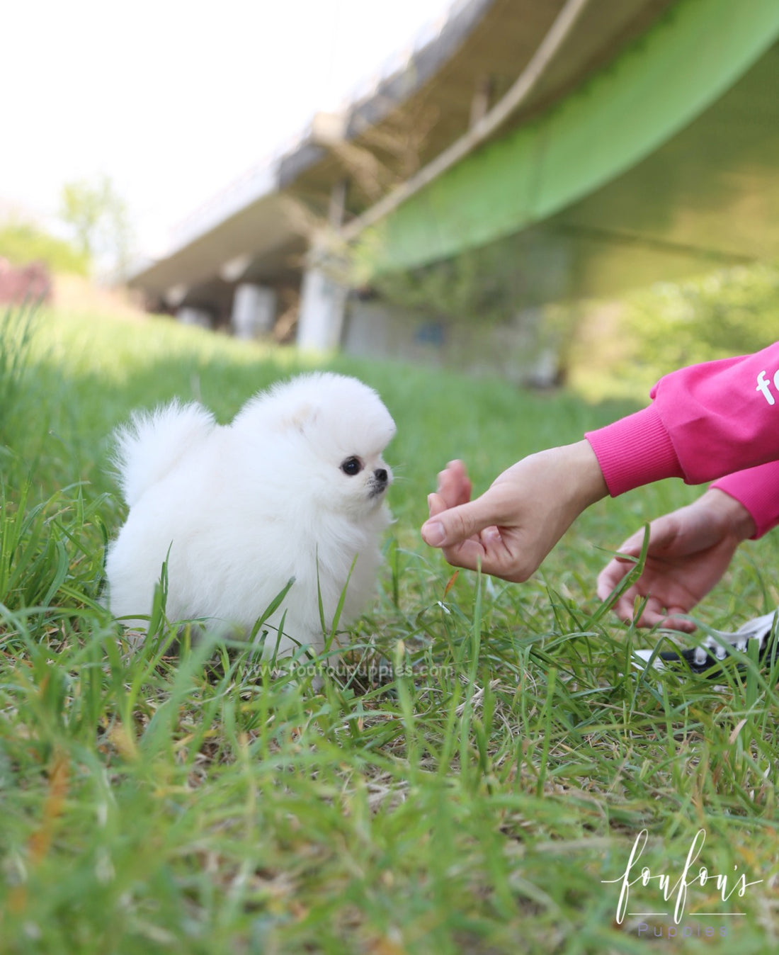 Shiloh - Pomeranian M.