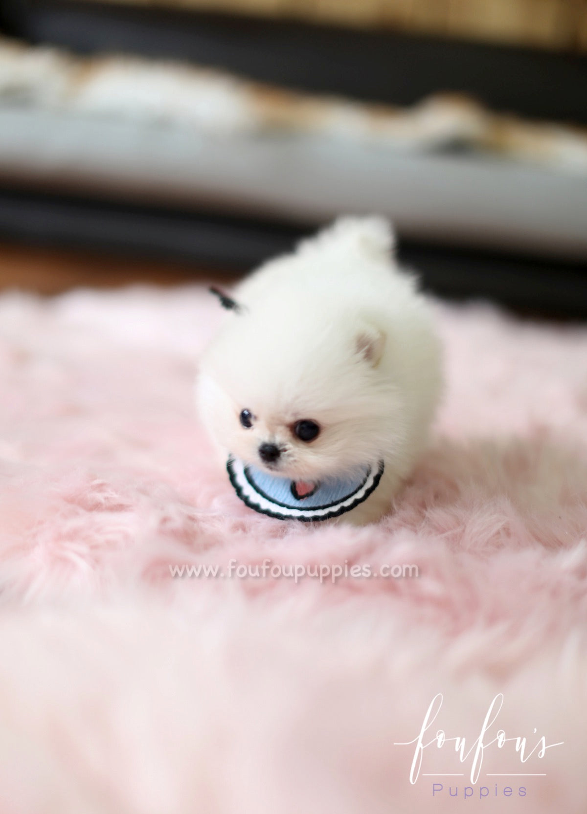 Gyro - Pomeranian M.