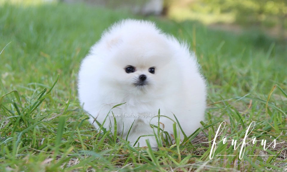 Shiloh - Pomeranian M.