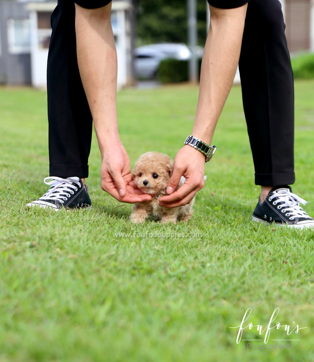 Pluto - Maltipoo M.