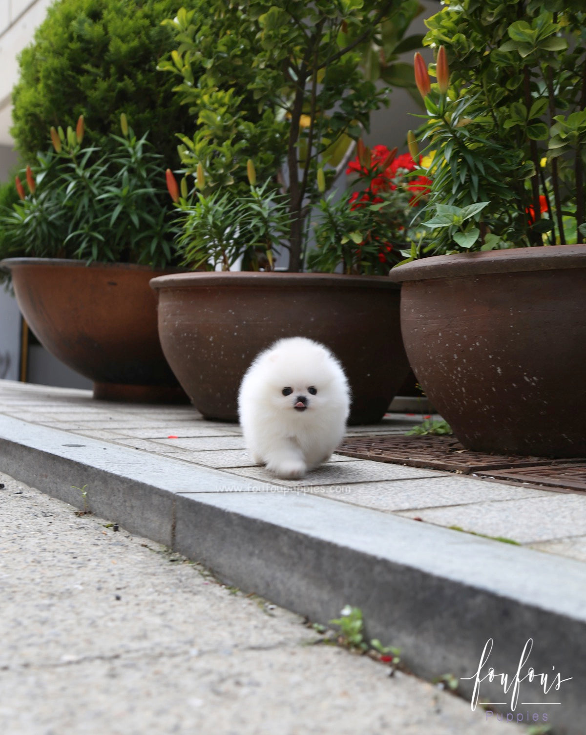 Beau - Pomeranian M.