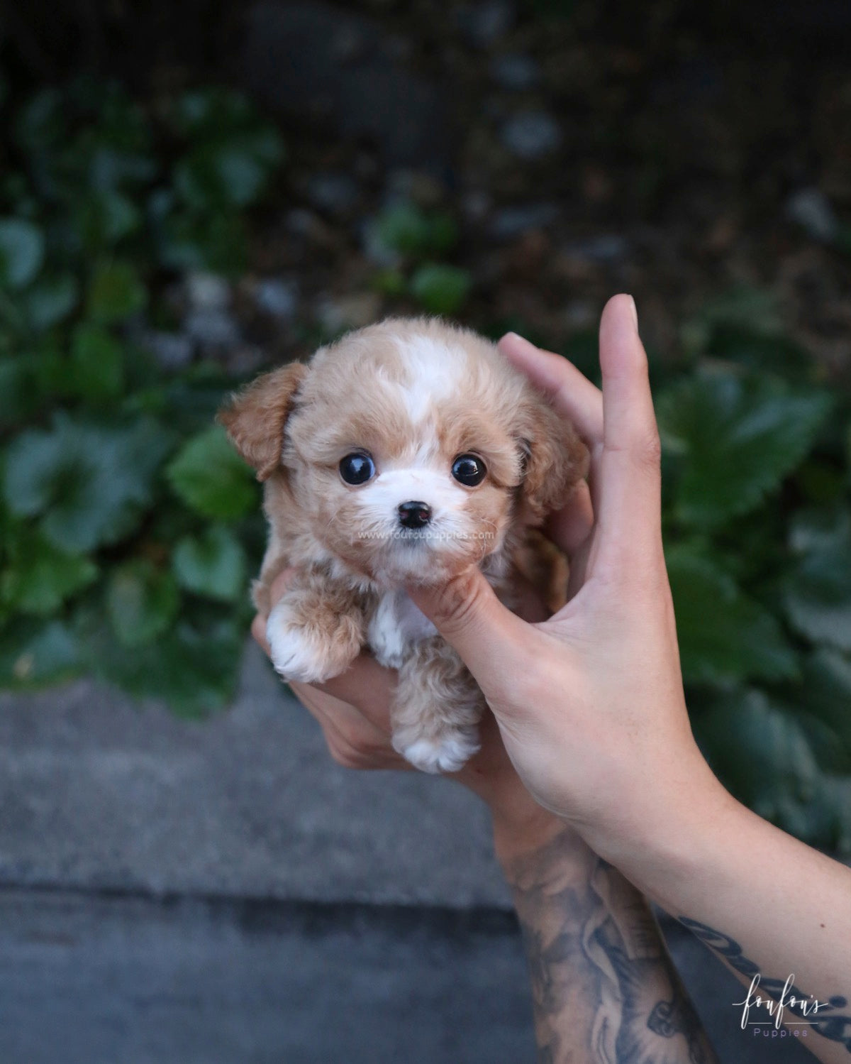 Twix - Maltipoo F.