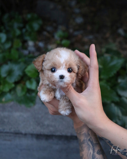 Twix - Maltipoo F.