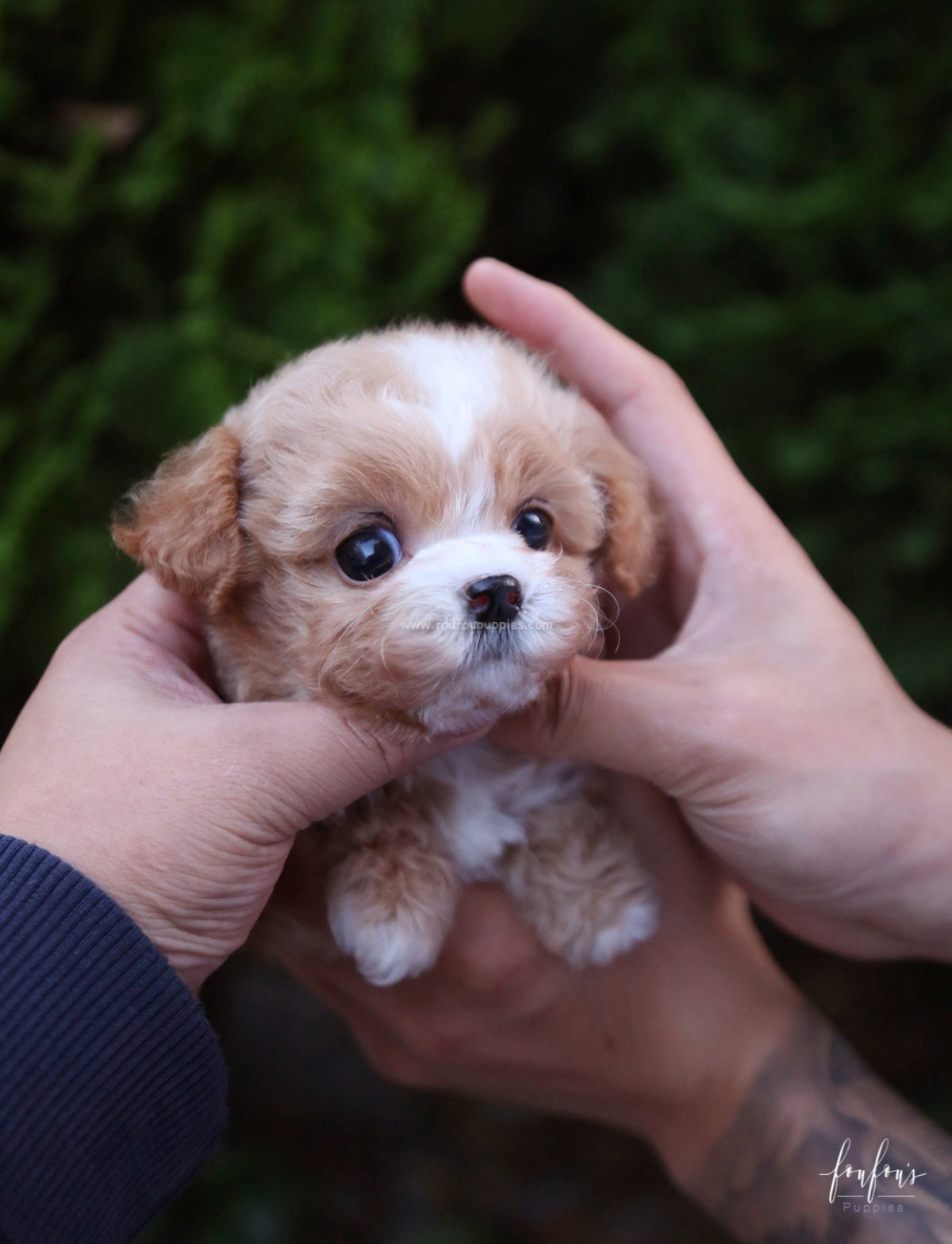 Twix - Maltipoo F.