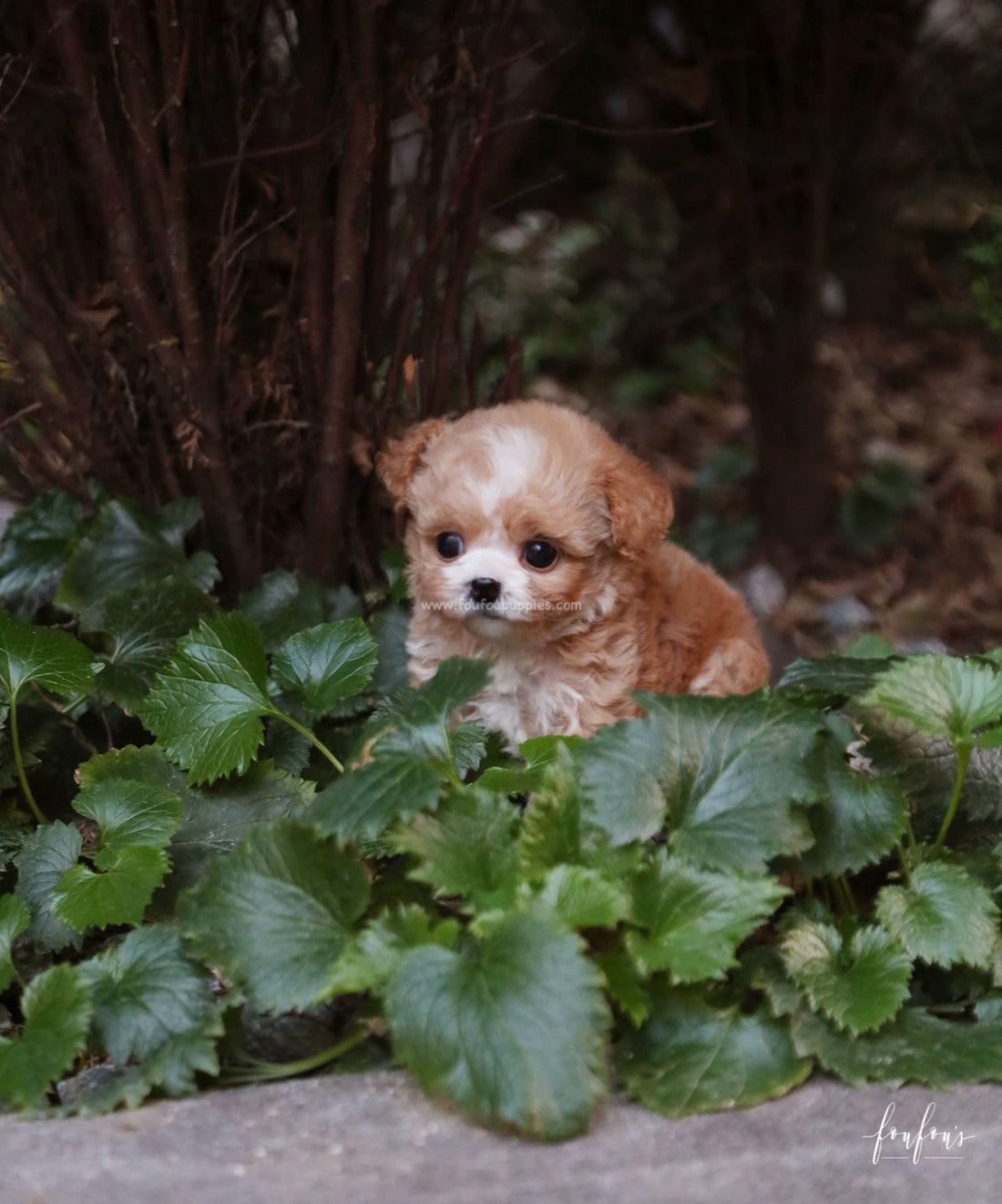 Twix - Maltipoo F.