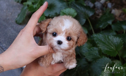 Twix - Maltipoo F.