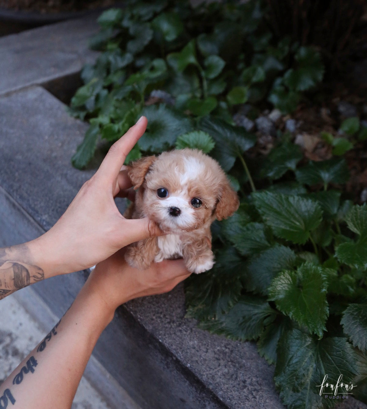 Twix - Maltipoo F.