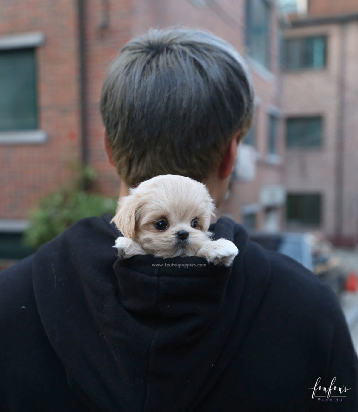 Amore Maltipoo F.