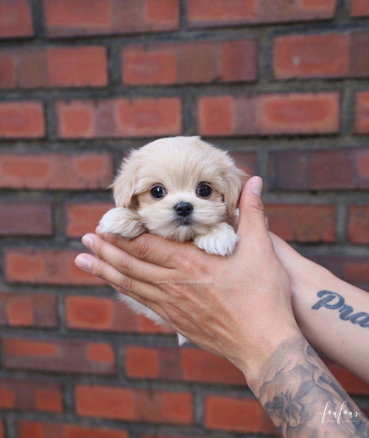 Amore Maltipoo F.