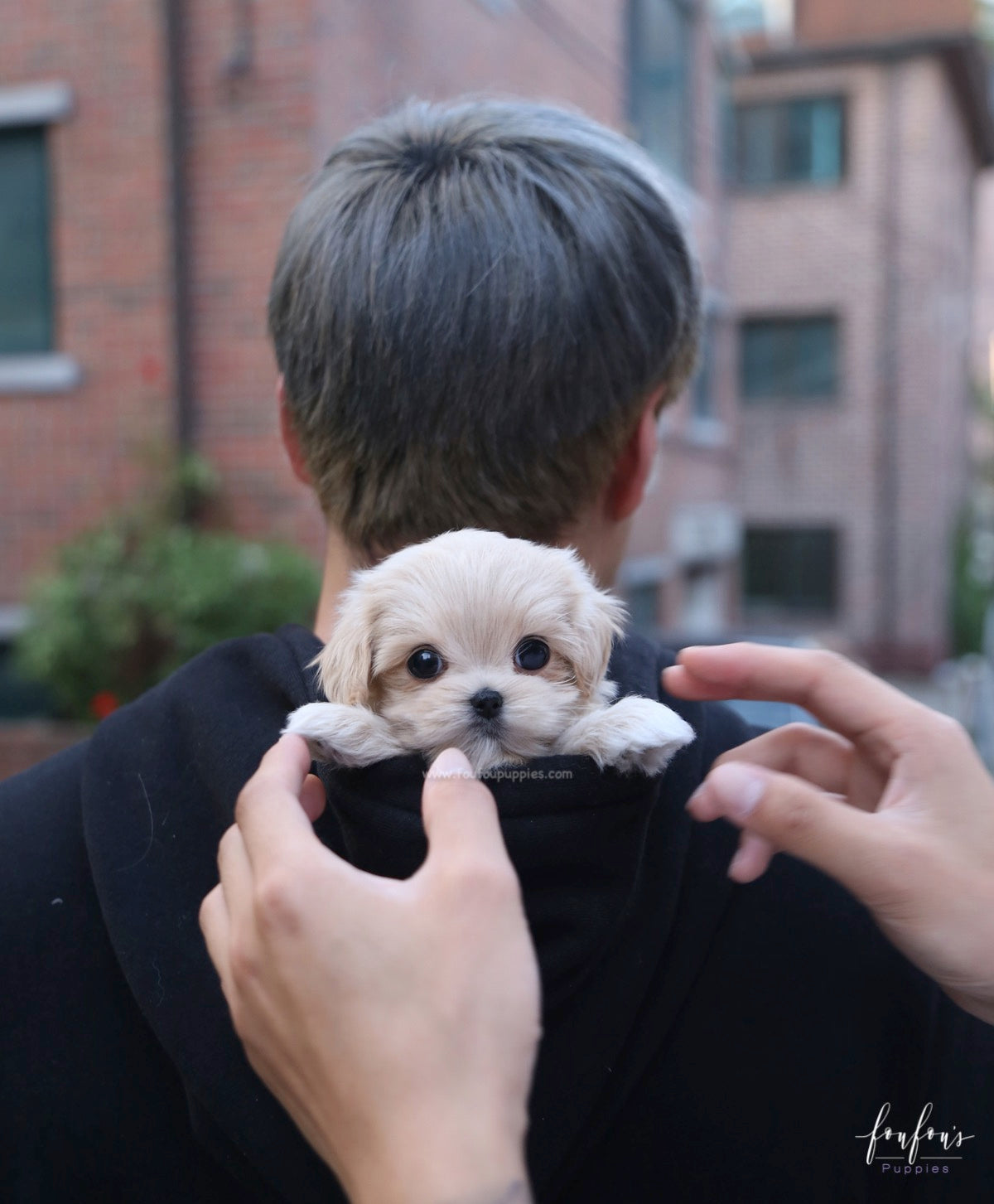 Amore Maltipoo F.