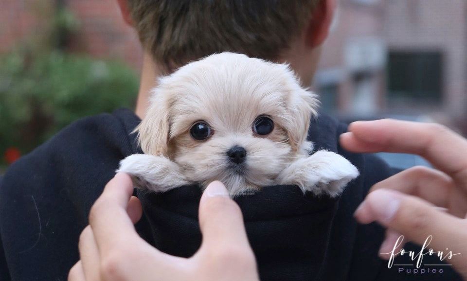 Amore Maltipoo F.