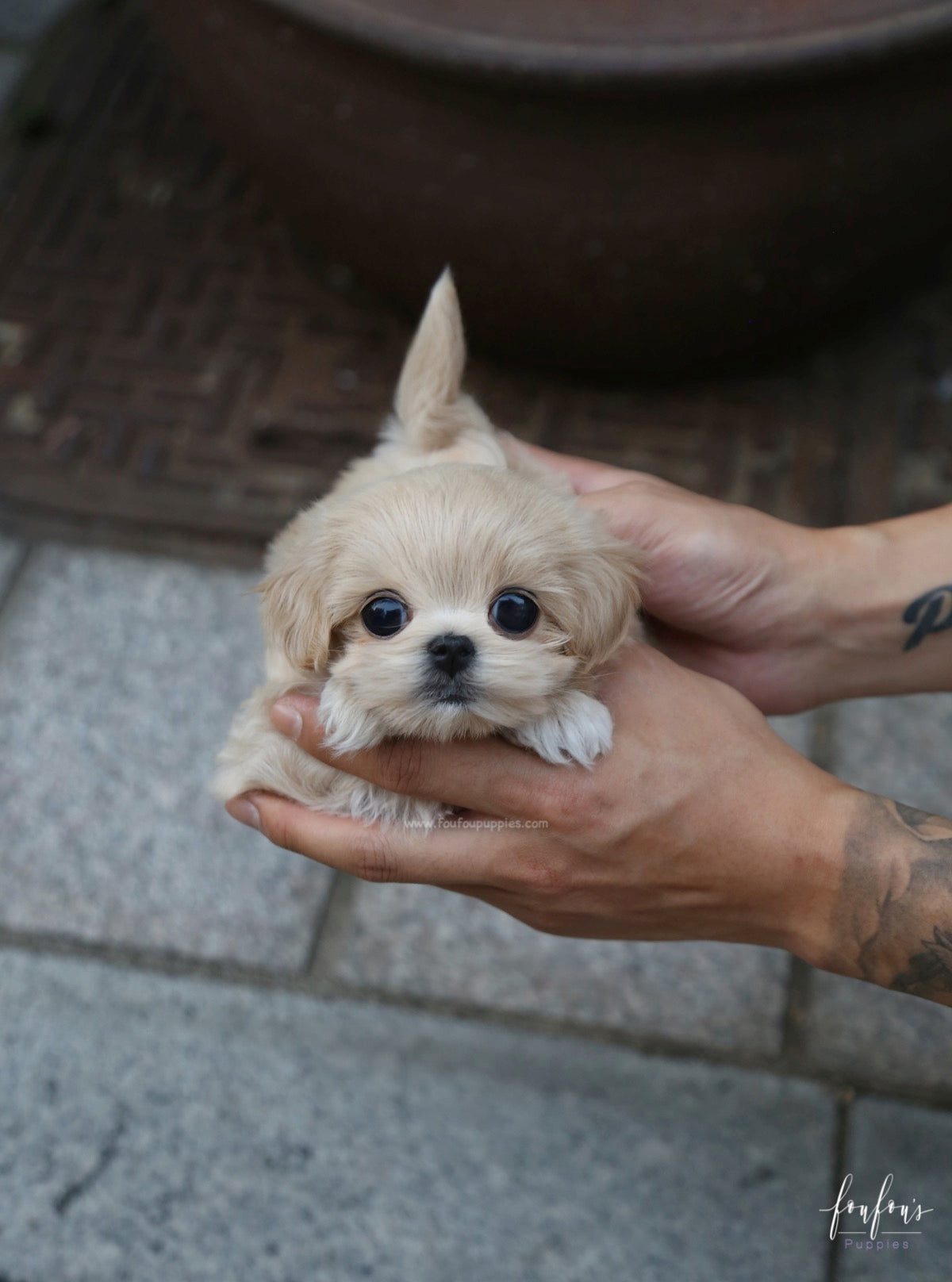 Amore Maltipoo F.