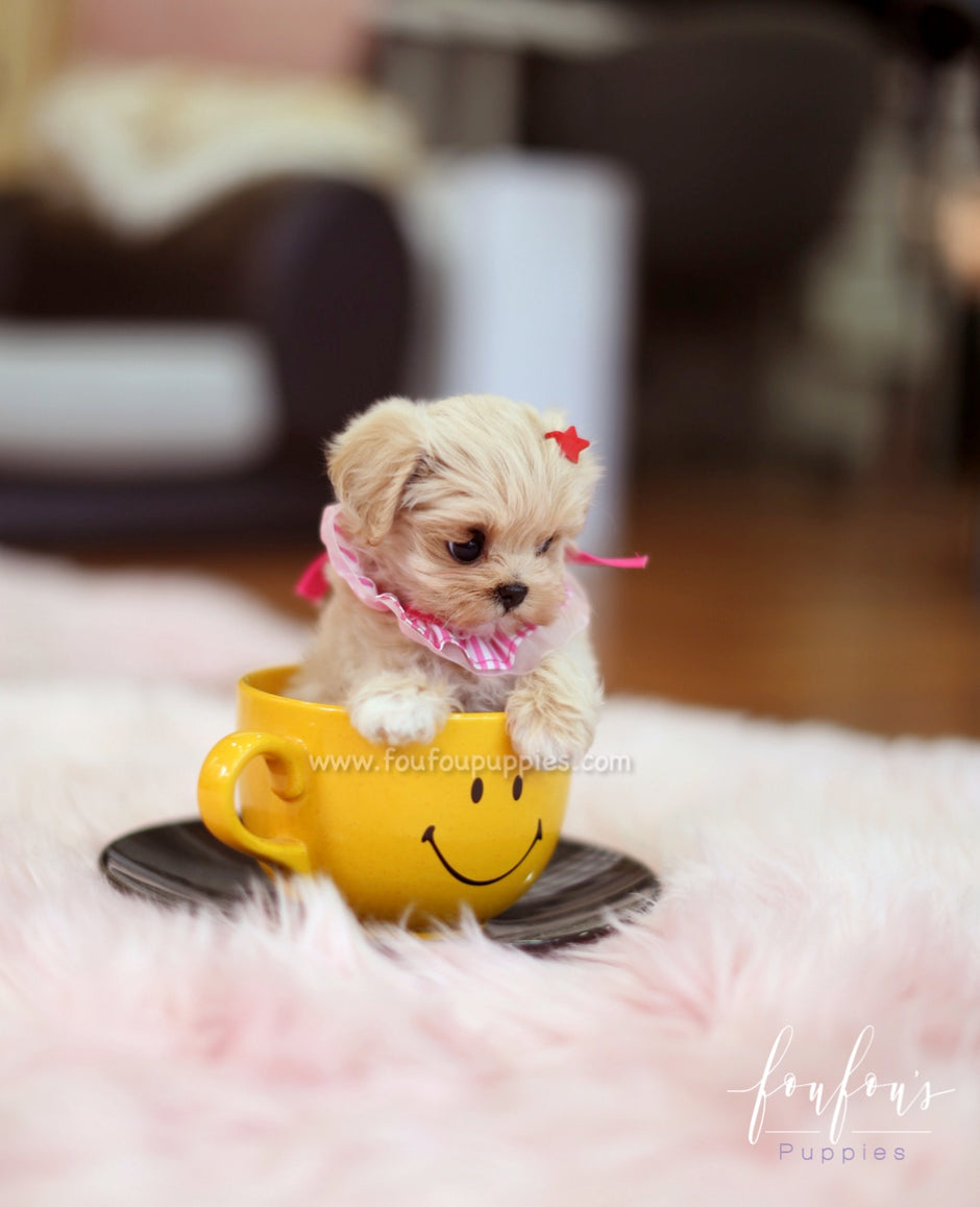 Teacup Maltipoo Puppies for Sale – Foufou Puppies