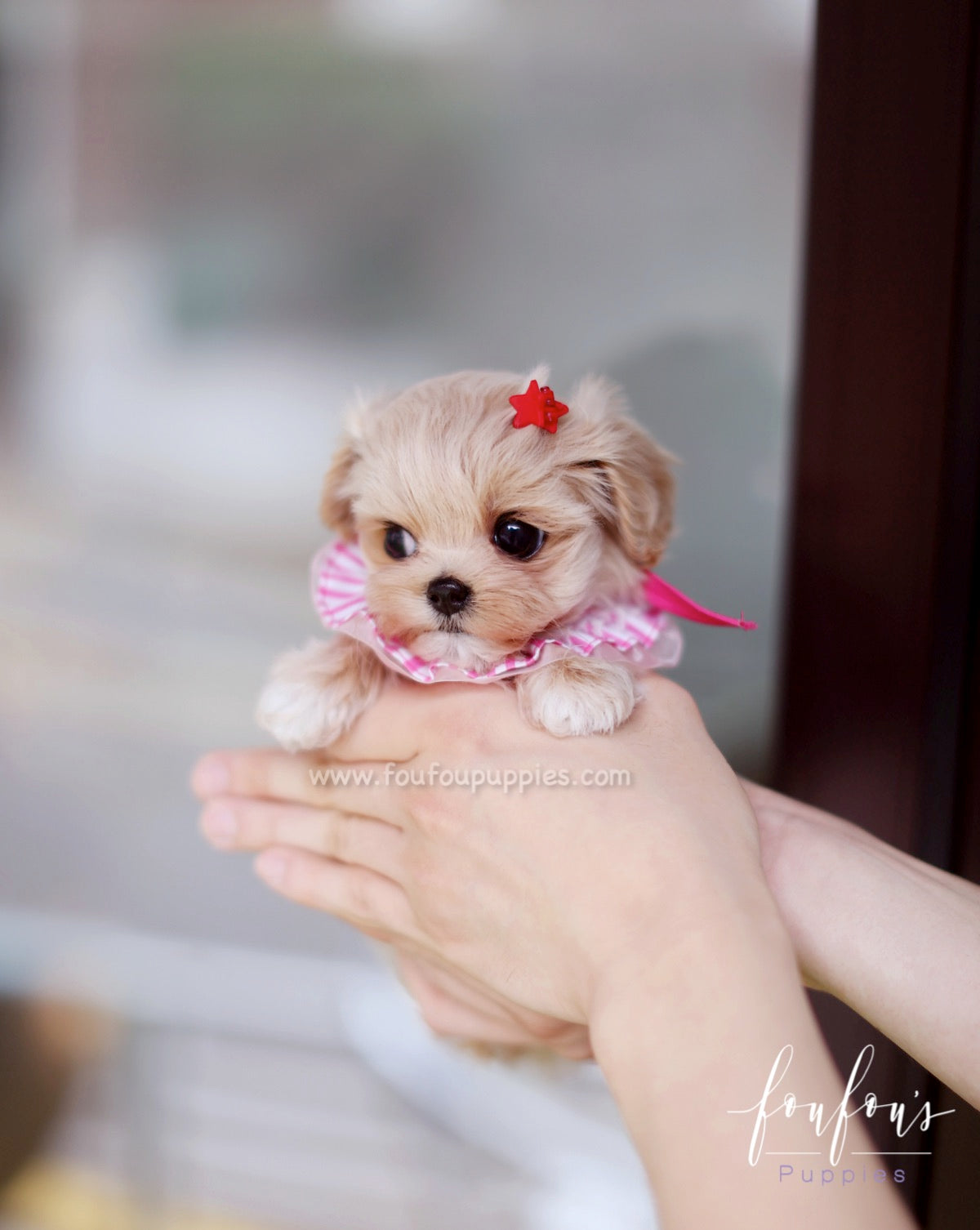 Matilda - Maltipoo F.