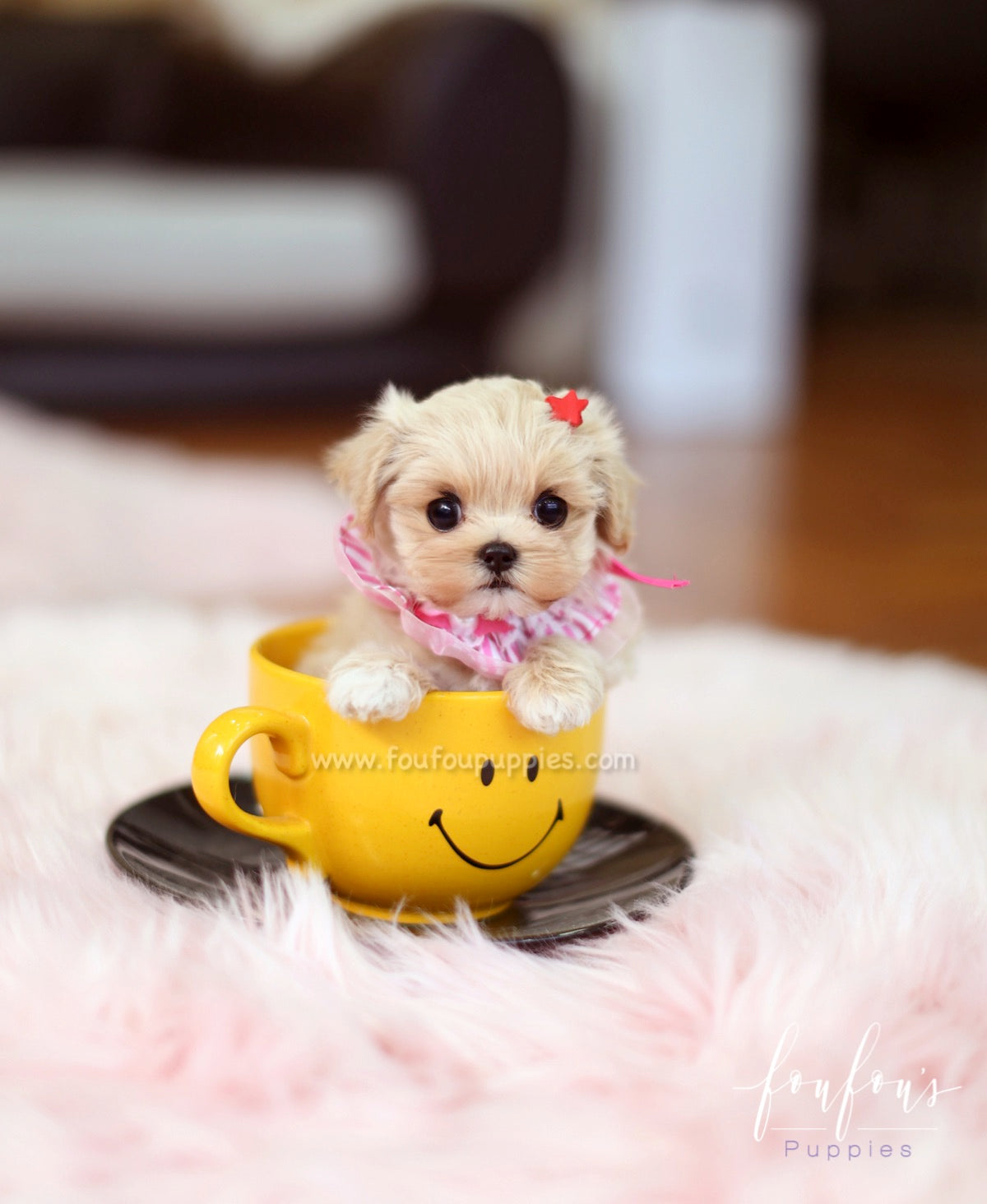 Matilda - Maltipoo F.