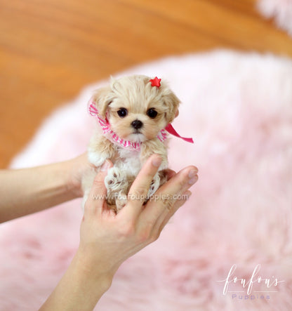 Matilda - Maltipoo F.