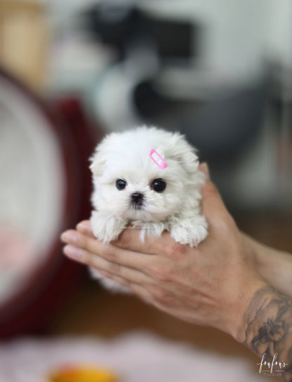 Twinkle - Maltese F.