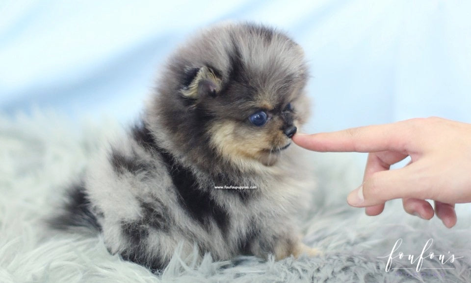 Marbles - Pomeranian F.