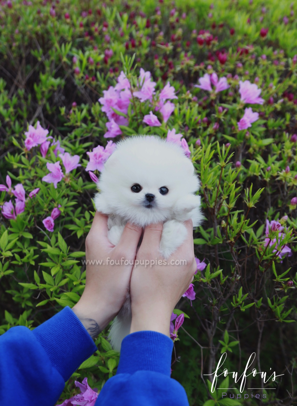 Ace - Pomeranian M.