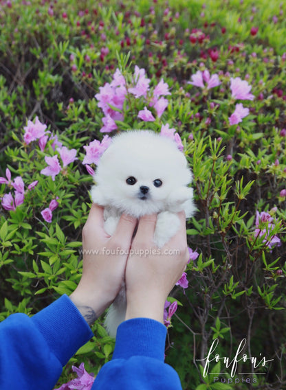 Ace - Pomeranian M.