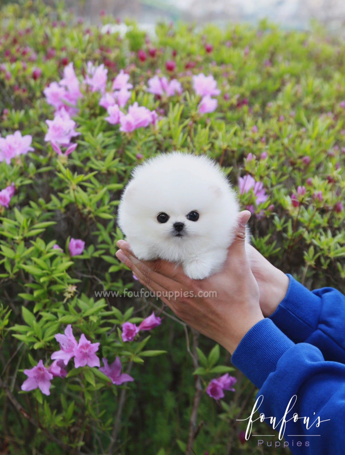 Ace - Pomeranian M.