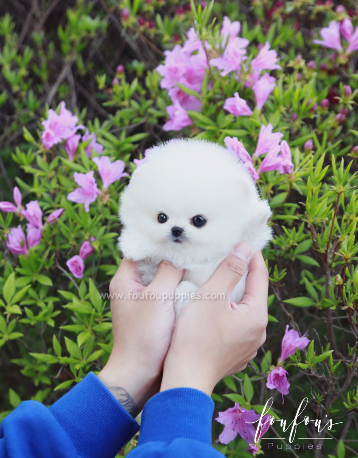 Ace - Pomeranian M.