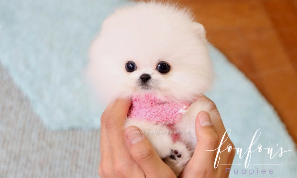 Prince - Pomeranian M.