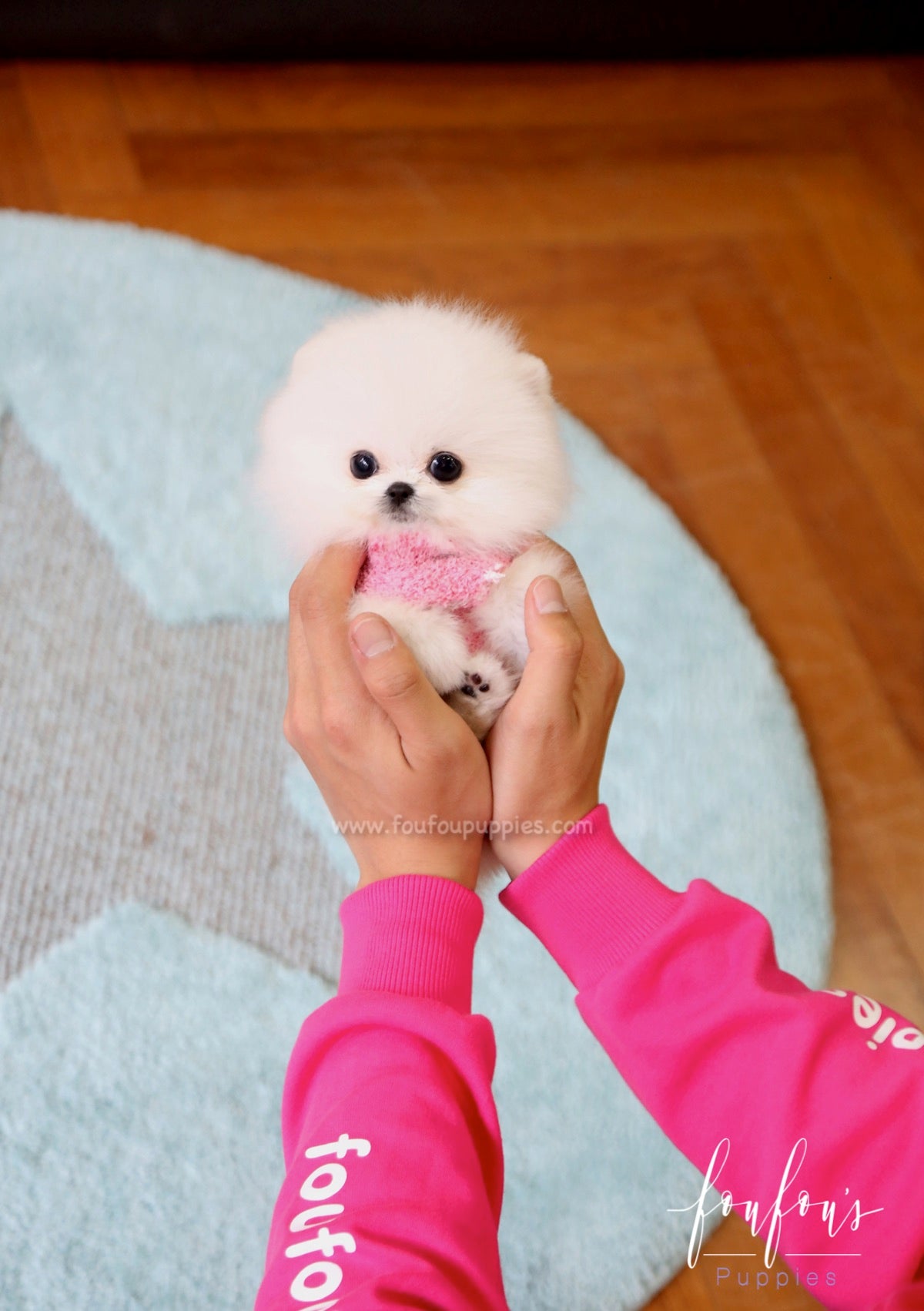 Prince - Pomeranian M.