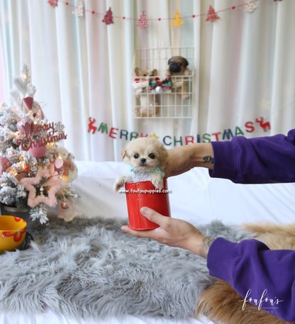 Ralph - Maltipoo M.