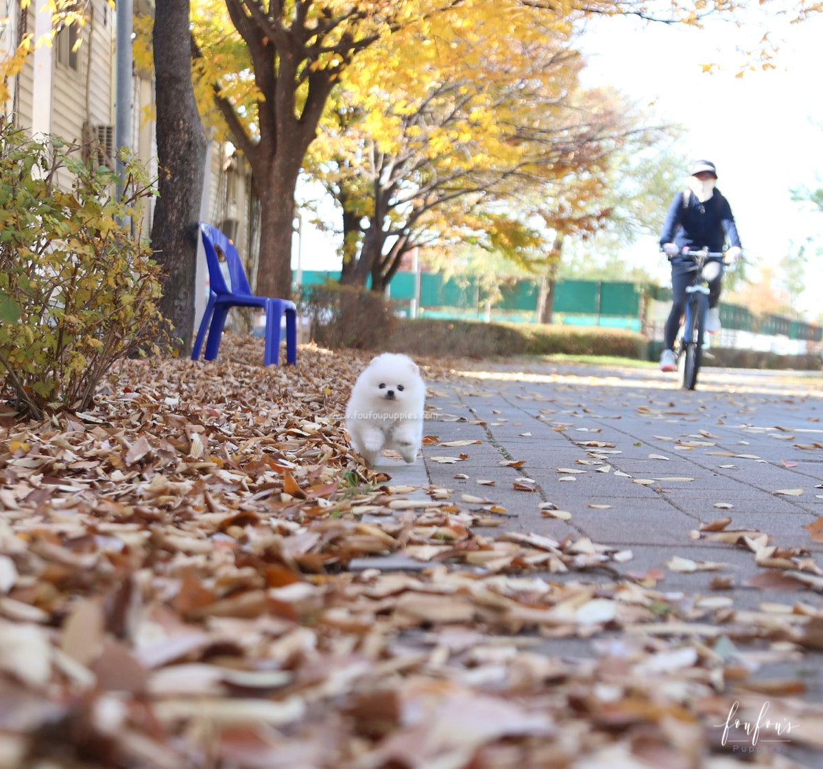 Bear - Pomeranian M.