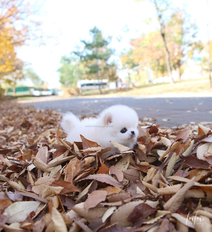 Bear - Pomeranian M.