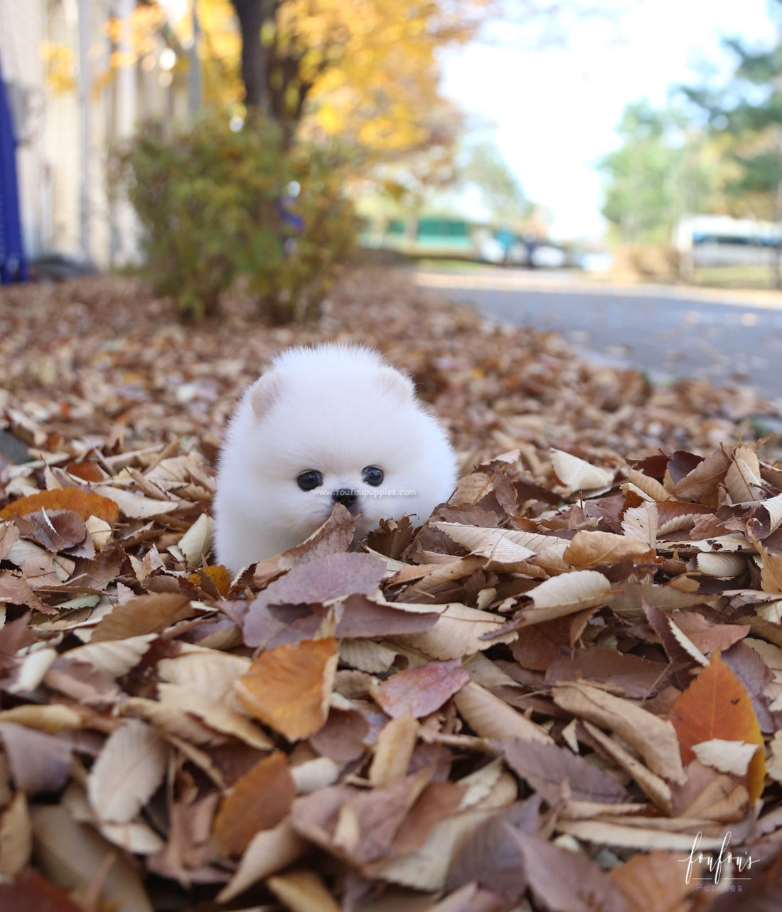 Bear - Pomeranian M.