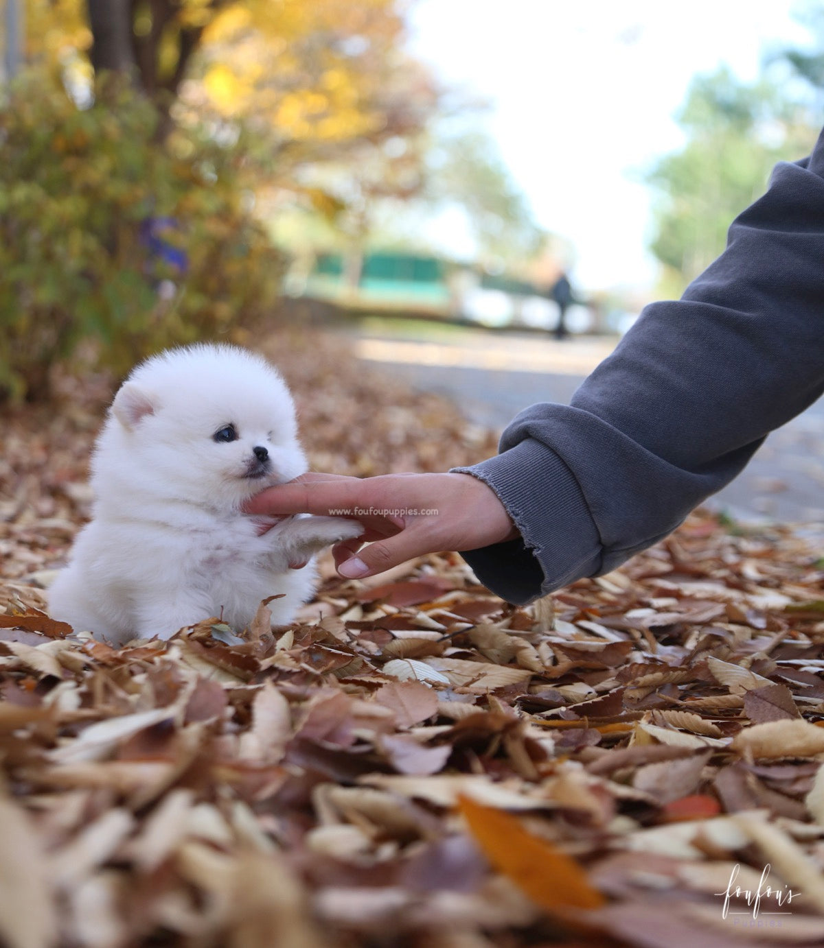 Bear - Pomeranian M.