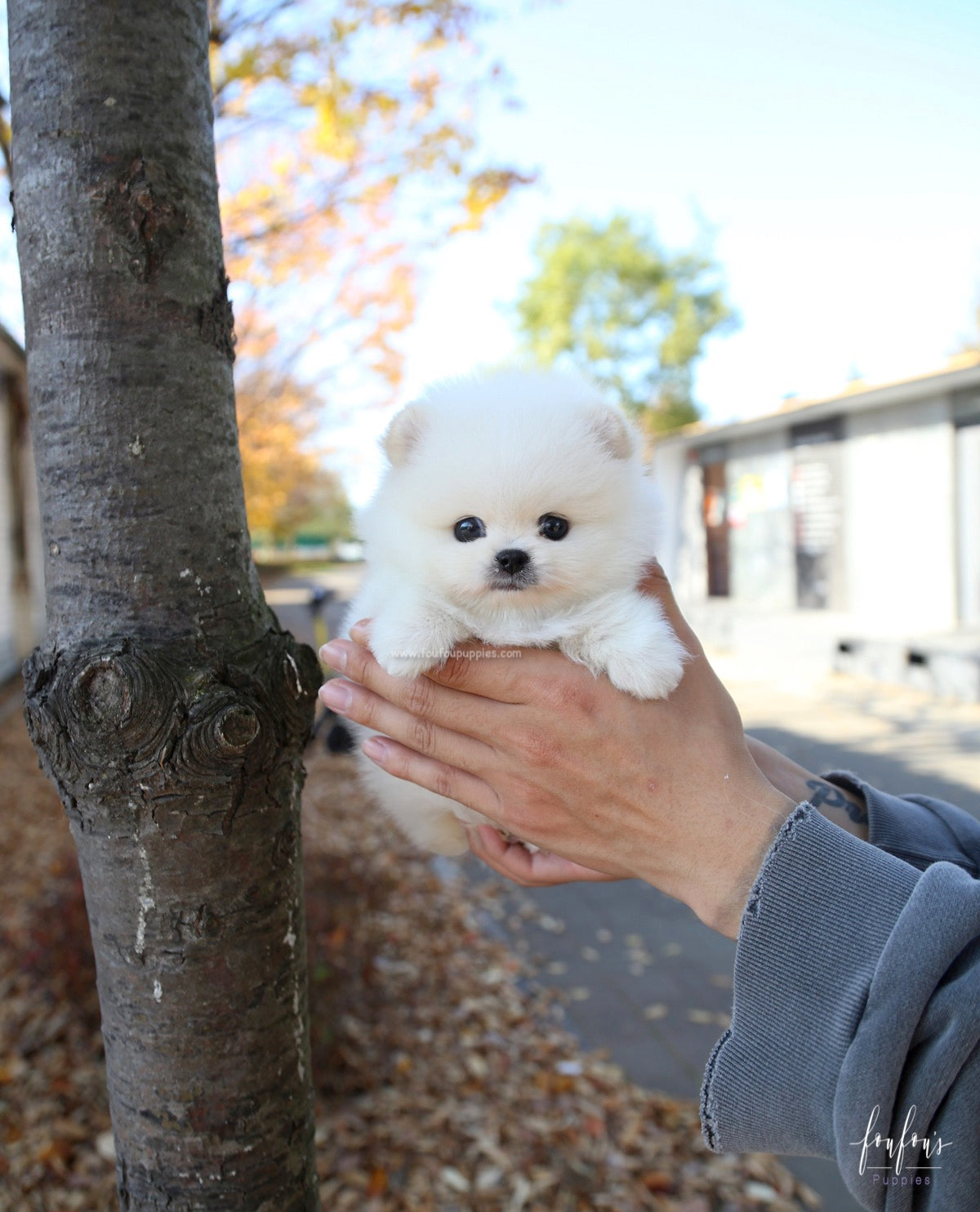 Bear - Pomeranian M.