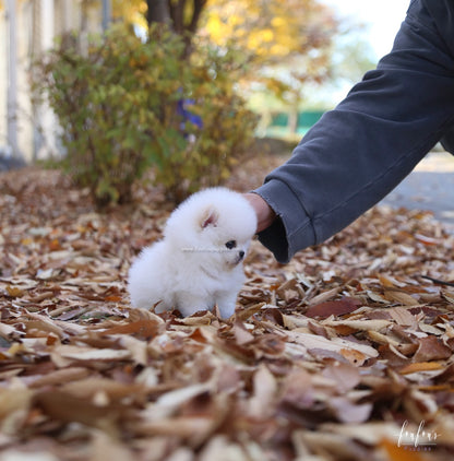 Bear - Pomeranian M.