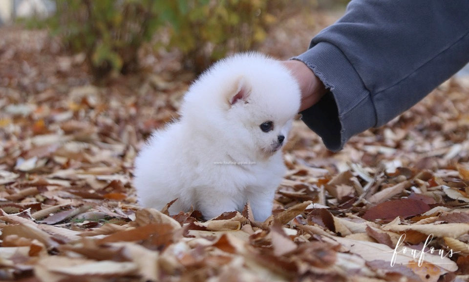 Bear - Pomeranian M.