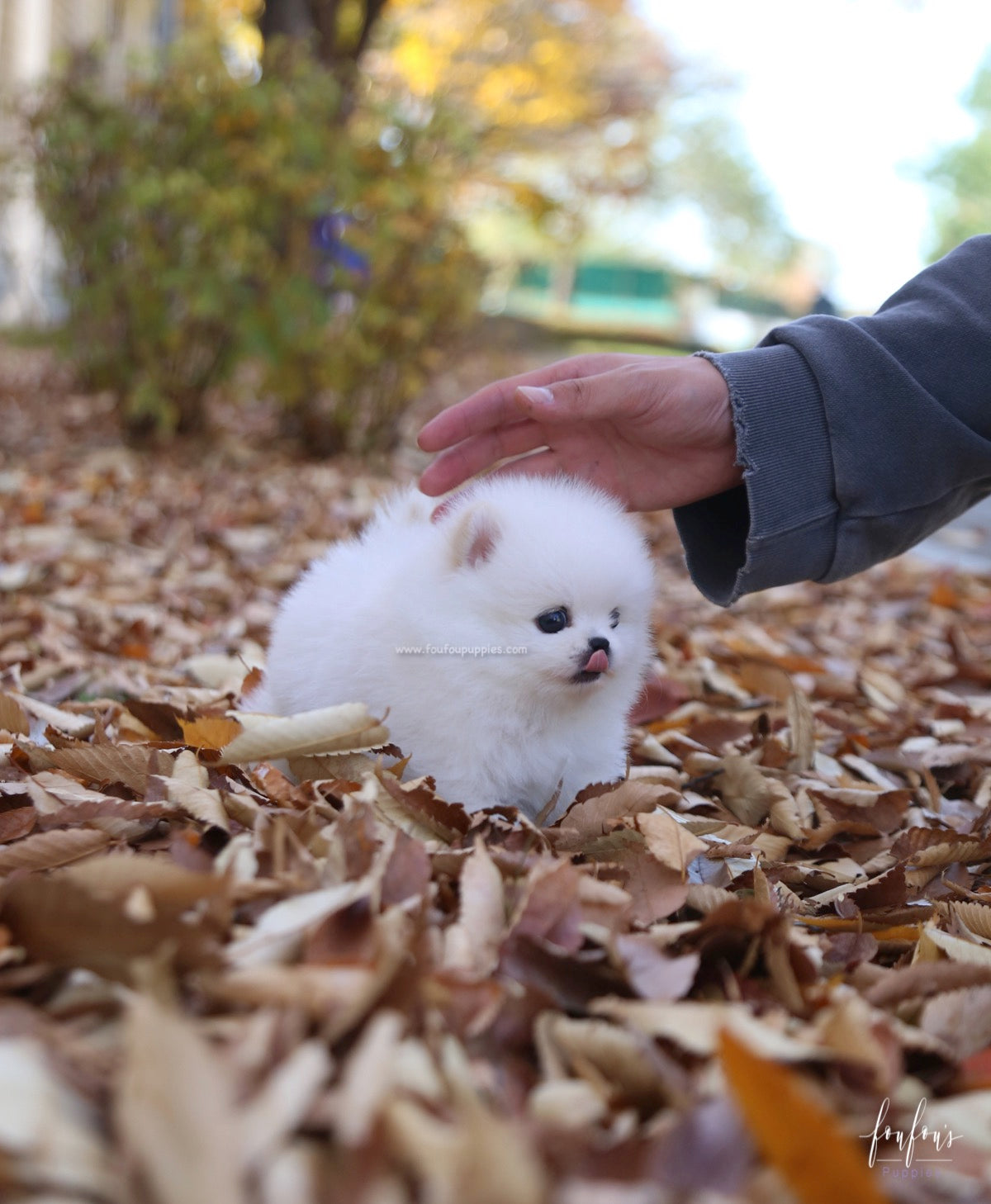 Bear - Pomeranian M.