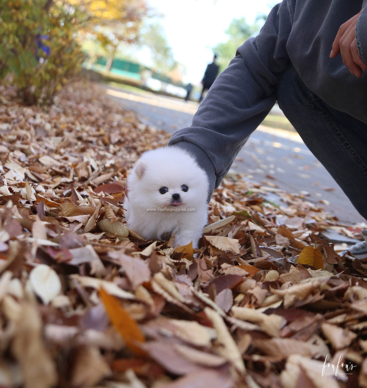 Bear - Pomeranian M.