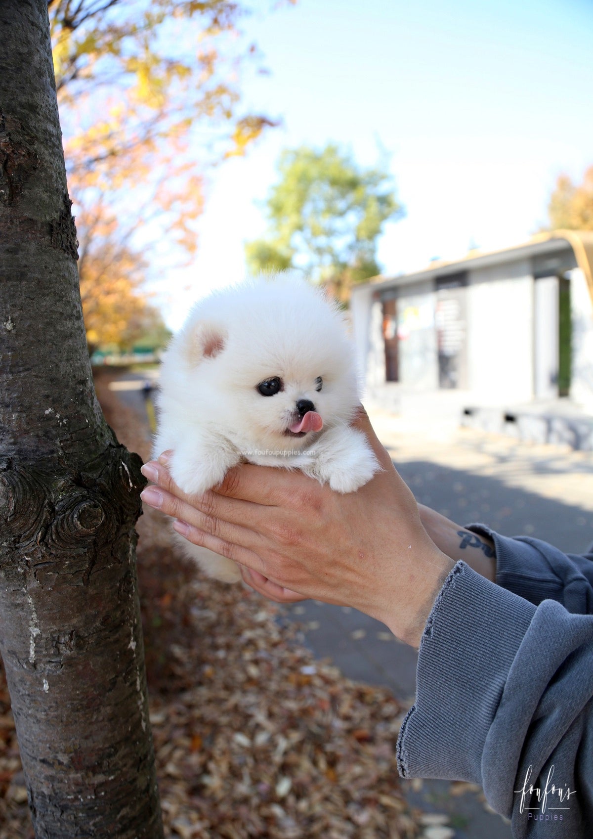 Bear - Pomeranian M.