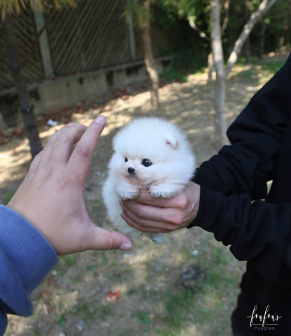 Louie - Pomeranian M.