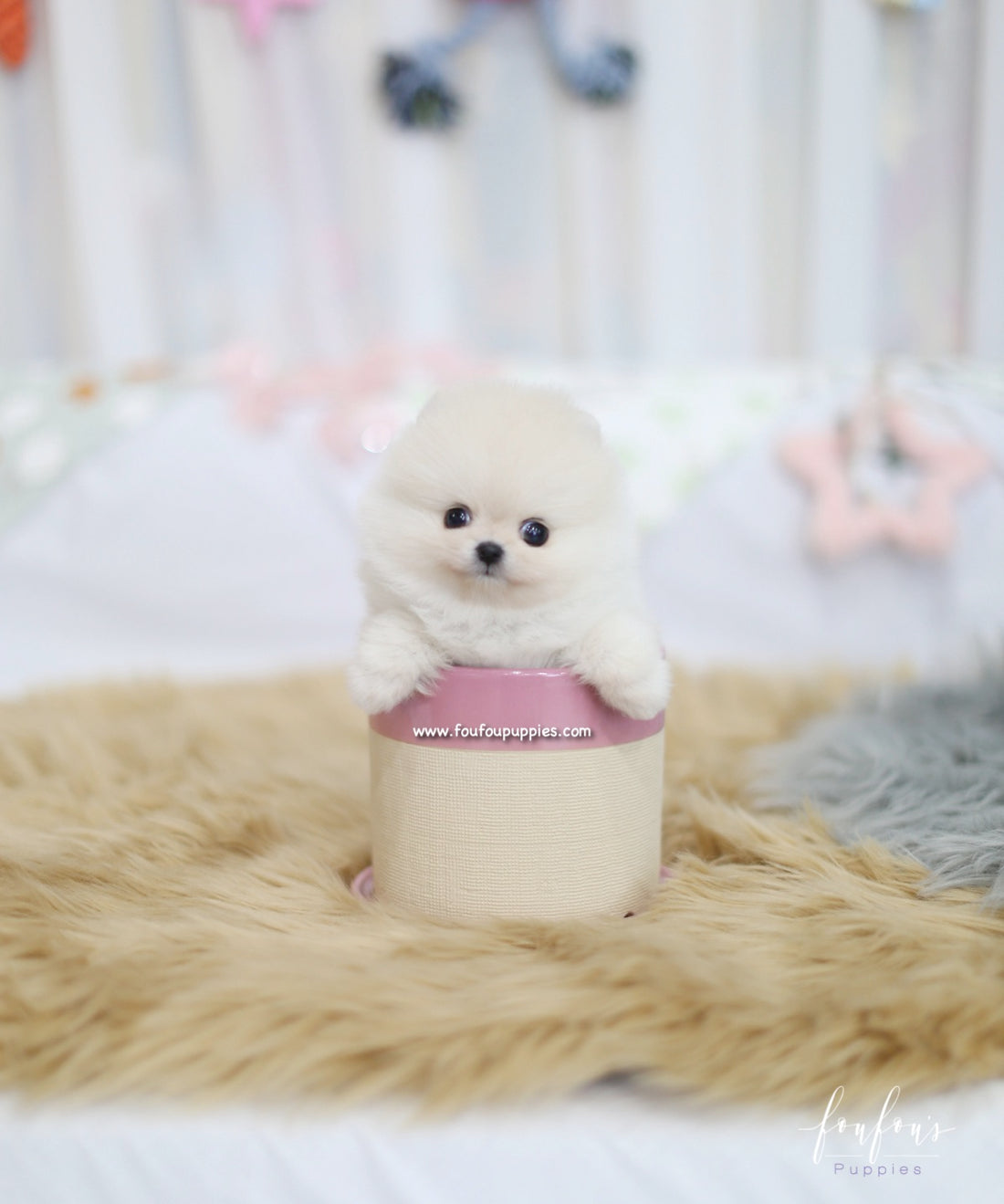 Ashta - Pomeranian M.