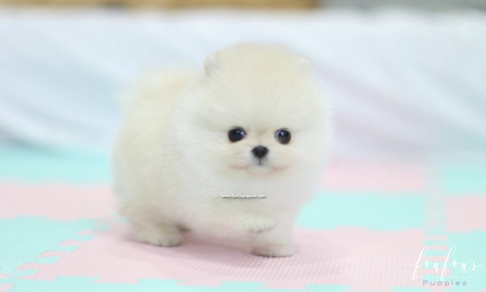 Ashta - Pomeranian M.