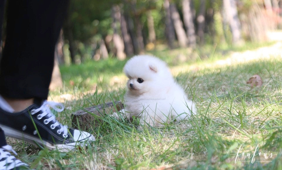 Louie - Pomeranian M.