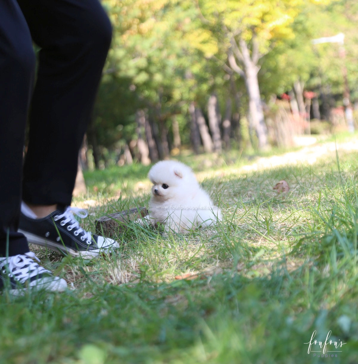 Louie - Pomeranian M.