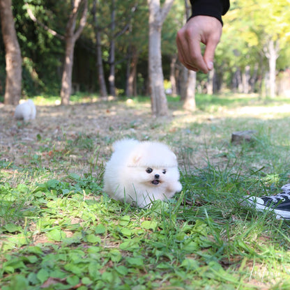 Louie - Pomeranian M.