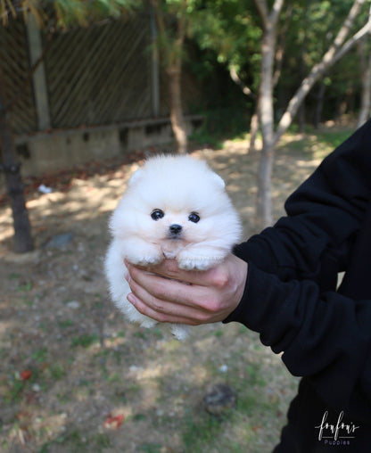 Louie - Pomeranian M.